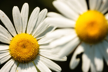 Ox-eye daisies overlapping within the Pike Lake Unit, Kettle Moraine State Forest, Hartford,...