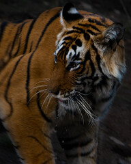 These pictures have been captured when i had gone on a trip to Ranthambore National Park, India. Ranthambhore Tiger Reserve spreads across roughly 1,411 sq km and is home to at least 40 tigers.