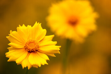 Two very bright and brilliant Coreopsis growing among many others in the field at Kohler-Andrae State Park, Sheboygan, Wisconsin in late June