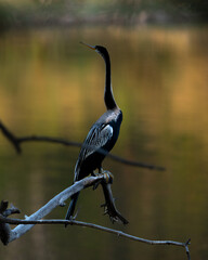Bird - Indian Darter or Snakebird. A close up image i got to capture of the indian dater or the snakebird on my trip to Ranthambore