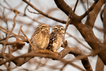 Owl ; The Indian scops owl is a small owl, although it is one of the largest of the scops owls. Like other scops owls, it has small head tufts, or ears. I got to see them on my trip to Gir, India. 