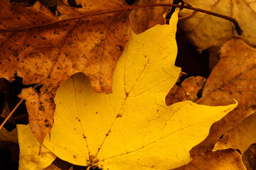 Overlapping autumn leaves on the ground in mid-October within Pike Lake Unit, Kettle Moraine State...