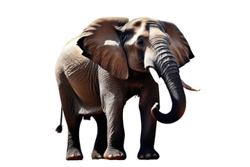 Obraz premium Elephant in resplendent glory, standing majestically with its robust figure centered, striking a perfect balance on a pristine white background, stock photograph, high-resolution