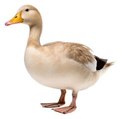 PNG  Duck animal goose white.