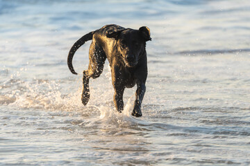 Black Labrador Retriever dog at the beach, playing and frolicking in the surf and sand. Outer...