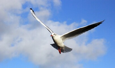 Seagull