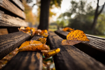 autumn leaves