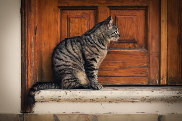 Cat at door
