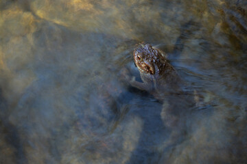 Froggy
