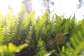 Fern