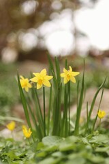 Obraz premium blooming narcissus plants in the garden in spring