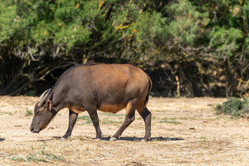 Búfalo enano del Congo