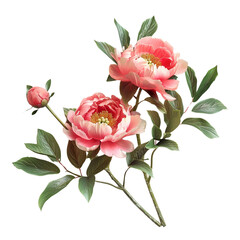 Obraz premium Beautiful Peonies