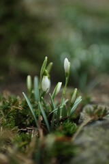 full of blooming snowdrops in the garden