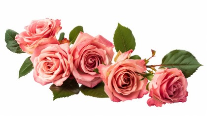 Fototapeta premium Rosy Beauty: A Bunch of Roses in Pure Isolation