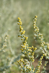 Artemisia absinthium plants
