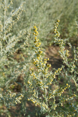 Artemisia absinthium plants
