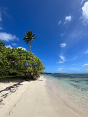 beach with palm trees