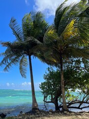 palm trees on the beach