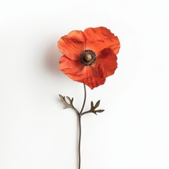 Single red poppy flower with green stem and leaves isolated on white background.