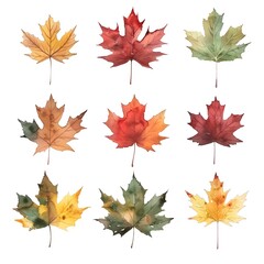 Watercolor Maple Leaf Collection in Vibrant Autumn Shades Isolated on White Background