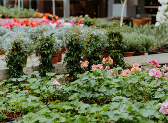Different plants in flower pots in flowers store.