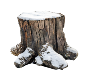 Old tree stump covered in snow, cut out