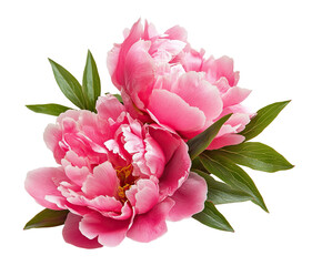 Beautiful pink peonies with green leaves, cut out