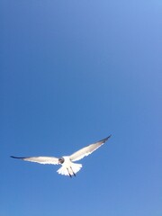 Sunlight Seagull Low