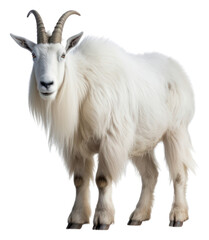 Fototapeta premium PNG Mountain goat livestock wildlife animal.