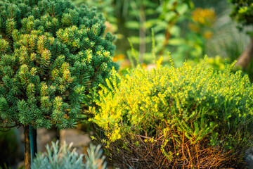 Obraz premium Lush Greenery in a Tranquil Garden With Vibrant Plant Life During Golden Hour Sunlight