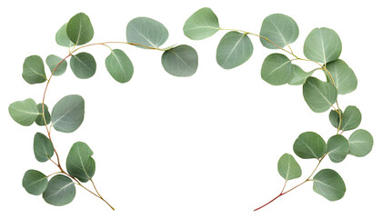 Obraz premium Green eucalyptus leaves forming natural frame, cut out
