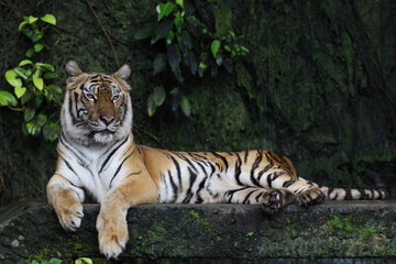 Close up Indochinese tiger is beautiful animal and dangerous in forest