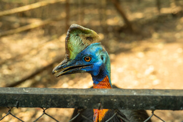 Cassowary birds at Bandung Zoo