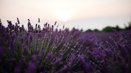 Fototapeta premium Lavender field at sunrise