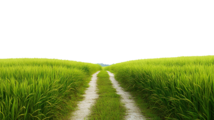 Countryside road in lush grassy landscape, cut out