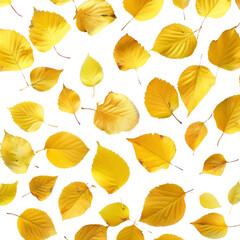 Obraz premium Golden Leaves on a Black Background