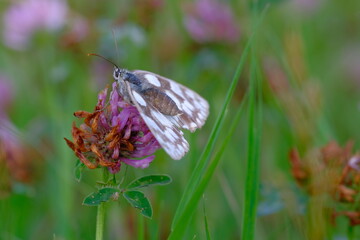 Marbled White Butterfly on a purple flower