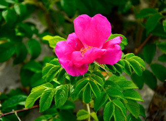 Róża pomarszczona, róża fałdzistolistna, róża japońska, Rosa rugosa, różowa dzika róża rosnąca na piaszczystej wydmie nadmorskiej, pink wild rose growing on a sandy seaside dune © kateej