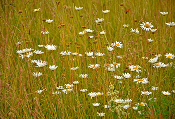 dzika łaka z białymi kwiatami,  białe złocienie na łące, wild meadow with white flowers, white flowers wild Leucanthemum in the meadow, Daisy (Shasta) / Shasta Daisy, Leucanthemum vulgare © kateej