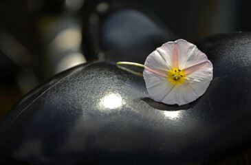 biały kwiat na czarnym siodełku roweru, biały wilec na czarnym siodełku rowerowym, white flower on the black bicycle saddle,  © kateej