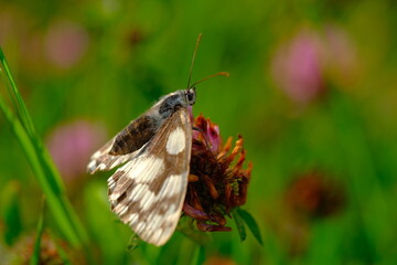 Marbled White Marbled White Butterfly on a meadow 