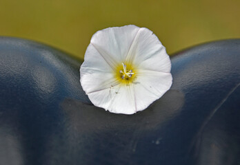 biały kwiat na czarnym siodełku roweru, biały wilec na czarnym siodełku rowerowym, white flower on the black bicycle saddle,  © kateej