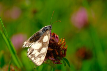 Marbled White Butterfly