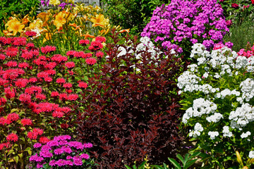 czerwona pęcherznica kalinolistna Little Angel  Physocarpus opulifolius, białe i różowe floksy wiechowate (Phlox paniculata), Pysznogłówka szkarłatna, Monarda didyma i liliowce (Hemerocallis ×hybrida)