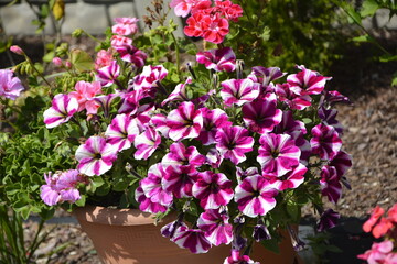 biało-r&oacute;zowe petunie w doniczce, białe i r&oacute;żowe petunie w paski w doniczce, white and pink, striped petunias in a pot, Petunia &times; hybrida, Striped pink white petunia flower