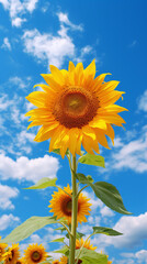 sunflower with blue sky