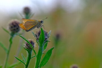 Skipper butterfly on  a wildflower 