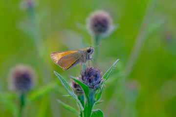 Skipper butterfly pweched on a wildflower 