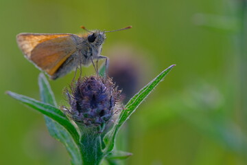 Skipper butterfly pweched on a wildflower during sunset